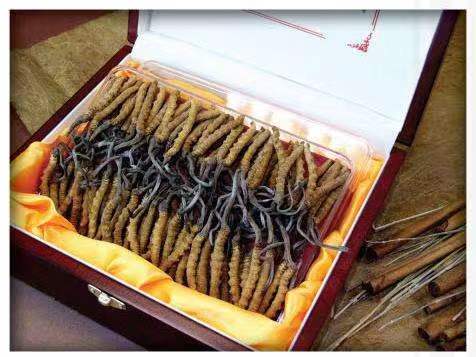 西和冬虫夏草回收